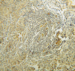 RPL37A Antibody in Immunohistochemistry (Paraffin) (IHC (P))