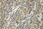 RPL37A Antibody in Immunohistochemistry (Paraffin) (IHC (P))