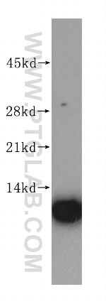 RPL37A Antibody in Western Blot (WB)