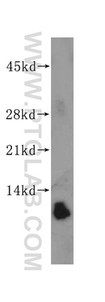 RPL37A Antibody in Western Blot (WB)