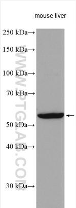 NOTUM Antibody in Western Blot (WB)