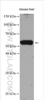 NOTUM Antibody in Western Blot (WB)