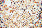 Decorin Antibody in Immunohistochemistry (Paraffin) (IHC (P))