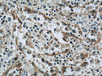 HLA-F Antibody in Immunohistochemistry (Paraffin) (IHC (P))