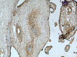 HLA-F Antibody in Immunohistochemistry (Paraffin) (IHC (P))