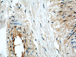 HLA-F Antibody in Immunohistochemistry (Paraffin) (IHC (P))
