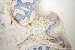 HLA-F Antibody in Immunohistochemistry (Paraffin) (IHC (P))