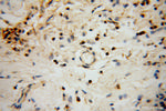 HLA-F Antibody in Immunohistochemistry (Paraffin) (IHC (P))