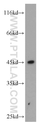 HLA-F Antibody in Western Blot (WB)