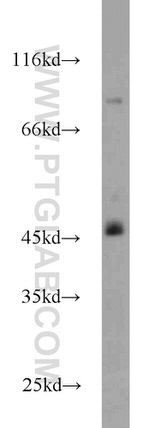 HLA-F Antibody in Western Blot (WB)