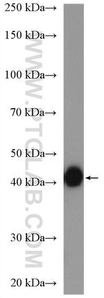 HLA-F Antibody in Western Blot (WB)