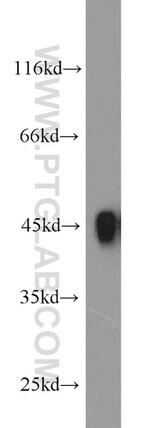 HLA-F Antibody in Western Blot (WB)