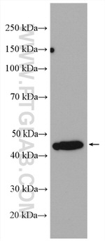 HLA-F Antibody in Western Blot (WB)
