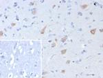 Neuronal-Nuclei (NeuN) (Neuronal Marker) Recombinant Mouse Monoclonal Antibody (rNEUN/8055)