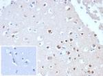 Neuronal-Nuclei (NeuN) (Neuronal Marker) Antibody in Immunohistochemistry (Paraffin) (IHC (P))