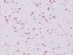 Neuronal-Nuclei (NeuN) (Neuronal Marker) Antibody in Immunohistochemistry (Paraffin) (IHC (P))