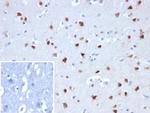 Neuronal-Nuclei (NeuN) (Neuronal Marker) Recombinant Rabbit Monoclonal Antibody (NEUN/8096R)