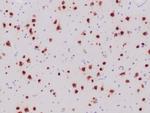 Neuronal-Nuclei (NeuN) (Neuronal Marker) Antibody in Immunohistochemistry (Paraffin) (IHC (P))
