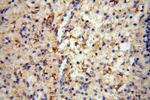 SEPT11 Antibody in Immunohistochemistry (Paraffin) (IHC (P))