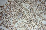 SEPT11 Antibody in Immunohistochemistry (Paraffin) (IHC (P))