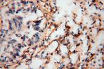 SEPT11 Antibody in Immunohistochemistry (Paraffin) (IHC (P))