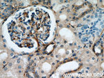 SEPT11 Antibody in Immunohistochemistry (Paraffin) (IHC (P))