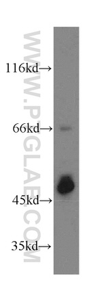 SEPT11 Antibody in Western Blot (WB)