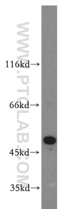 SEPT11 Antibody in Western Blot (WB)