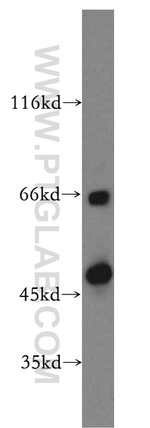 SEPT11 Antibody in Western Blot (WB)