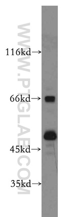 SEPT11 Antibody in Western Blot (WB)