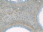 SEPT11 Antibody in Immunohistochemistry (Paraffin) (IHC (P))