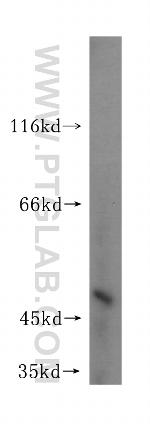 SEPT11 Antibody in Western Blot (WB)