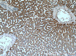 ADHFE1 Antibody in Immunohistochemistry (Paraffin) (IHC (P))
