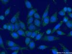 MRPL48 Antibody in Immunocytochemistry (ICC/IF)