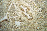 MRPL48 Antibody in Immunohistochemistry (Paraffin) (IHC (P))