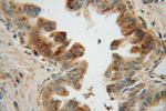 MRPL48 Antibody in Immunohistochemistry (Paraffin) (IHC (P))