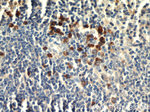 IgG light chain (Kappa) Antibody in Immunohistochemistry (Paraffin) (IHC (P))