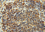 IgG light chain (Kappa) Antibody in Immunohistochemistry (Paraffin) (IHC (P))