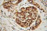 ZADH2 Antibody in Immunohistochemistry (Paraffin) (IHC (P))