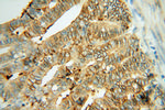 THEM4 Antibody in Immunohistochemistry (Paraffin) (IHC (P))