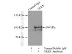 NKRF Antibody in Immunoprecipitation (IP)