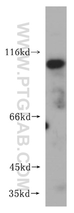 NKRF Antibody in Western Blot (WB)