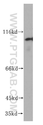NKRF Antibody in Western Blot (WB)