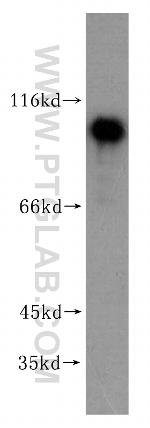 NKRF Antibody in Western Blot (WB)