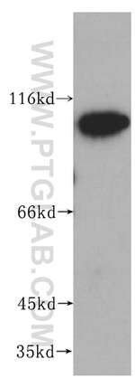NKRF Antibody in Western Blot (WB)