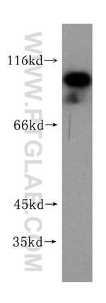 NKRF Antibody in Western Blot (WB)