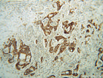 AMN1 Antibody in Immunohistochemistry (Paraffin) (IHC (P))