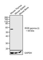 ROR gamma (t) Antibody