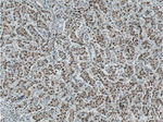 ATF7IP Antibody in Immunohistochemistry (Paraffin) (IHC (P))