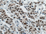 ATF7IP Antibody in Immunohistochemistry (Paraffin) (IHC (P))